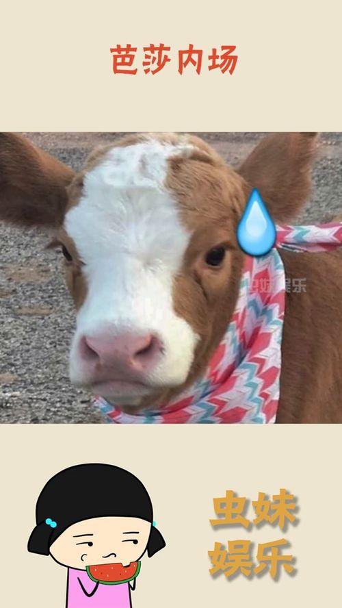 娱乐吃瓜酱小猫,揭秘娱乐圈那些不为人知的幕后故事